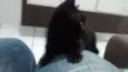 Pretinha