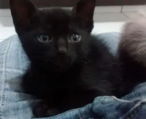 Gato raça  idade Abaixo de 2 meses nome Pretinha