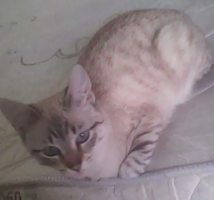 Gato ra a  idade 7 a 11 meses nome Cristal