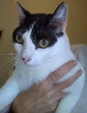 Gato raça srd idade 1 ano nome Branca