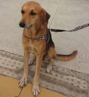 Cachorro raça Pastor com vira lata idade 2 anos nome Sofy
