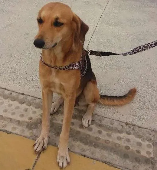 Cachorro ra a Pastor com vira lata idade 2 anos nome Sofy