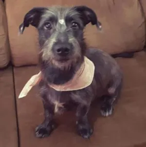Cachorro raça SRD idade 7 a 11 meses nome Lupita