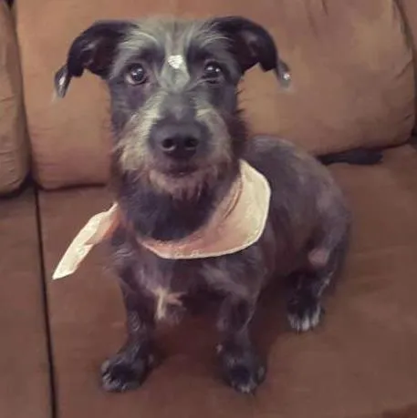 Cachorro ra a SRD idade 7 a 11 meses nome Lupita