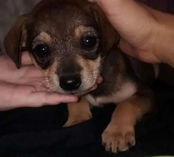 Cachorro ra a não defenido idade Abaixo de 2 meses nome sem nome
