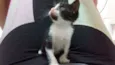 pintadinha