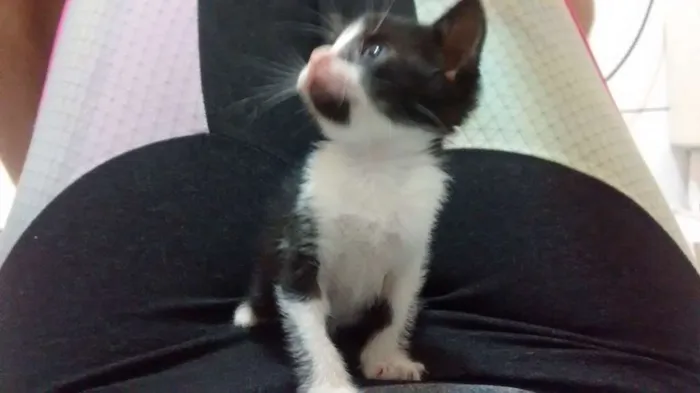Gato raça  idade  nome pintadinha