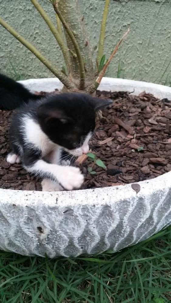 Gato raça  idade  nome pintadinha