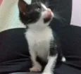 pintadinha