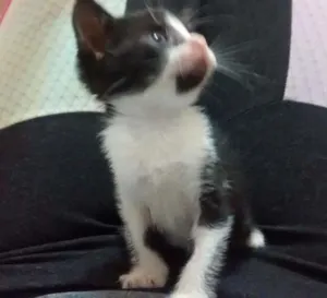 Gato raça  idade  nome pintadinha
