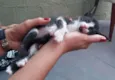 pintadinha