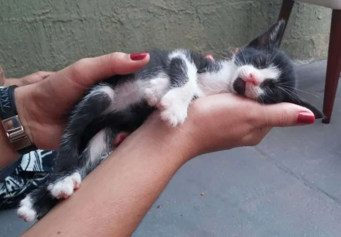 Gato raça  idade  nome pintadinha