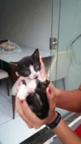 pintadinha