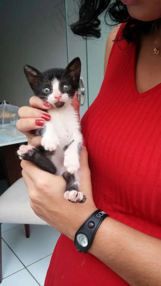Gato raça  idade  nome pintadinha