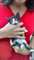 pintadinha