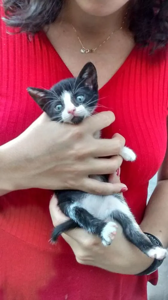 Gato raça  idade  nome pintadinha