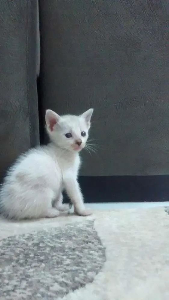 Gato raça  idade Abaixo de 2 meses nome Branquinha
