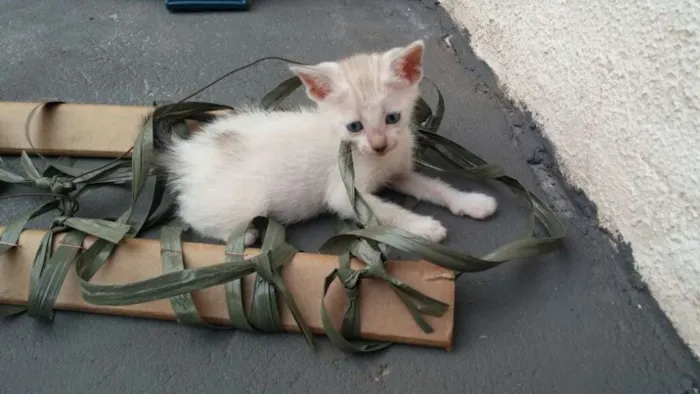 Gato raça  idade Abaixo de 2 meses nome Branquinha