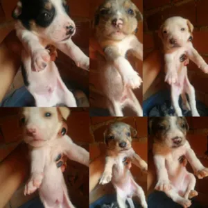 Cachorro raça indefinida idade Abaixo de 2 meses nome 6 filhotes