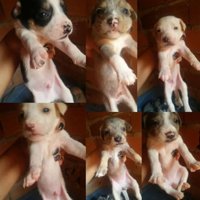 Cachorro ra a indefinida idade Abaixo de 2 meses nome 6 filhotes