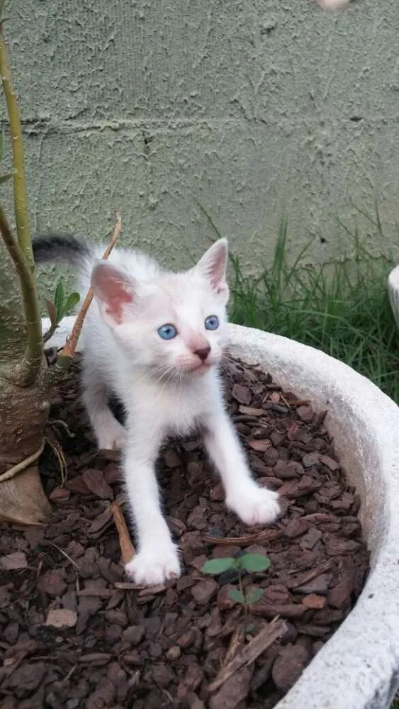 Gato raça  idade Abaixo de 2 meses nome Branquinha