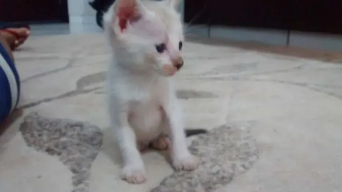 Gato raça  idade Abaixo de 2 meses nome Branquinha