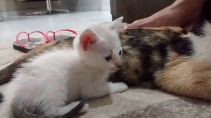 Gato raça  idade Abaixo de 2 meses nome Branquinha