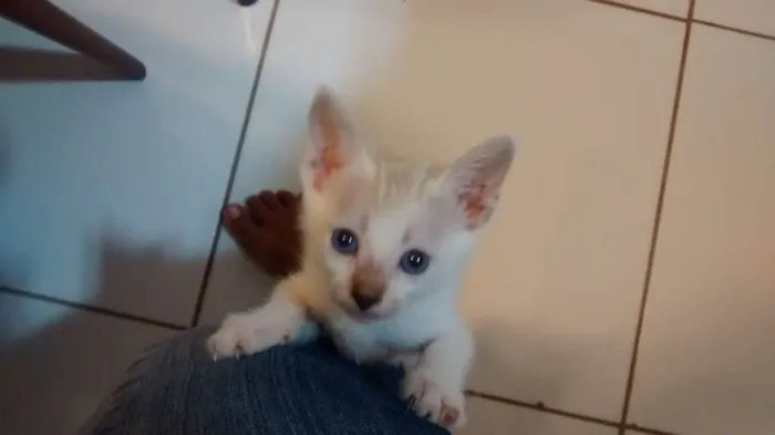 Gato raça  idade Abaixo de 2 meses nome Branquinha