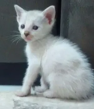 Gato raça  idade Abaixo de 2 meses nome Branquinha