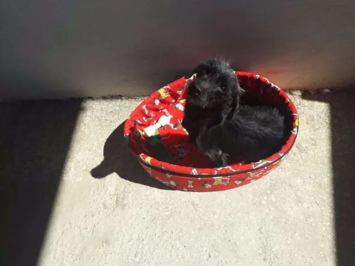 Cachorro ra a  idade  nome PODE ESCOLHER O NOME