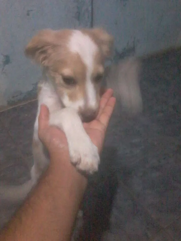 Cachorro ra a Vira lata idade 2 a 6 meses nome Isabella