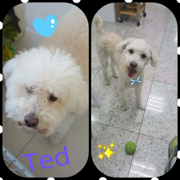 Cachorro ra a Poodle idade 2 anos nome Ted