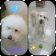 Ted