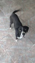 Toby
