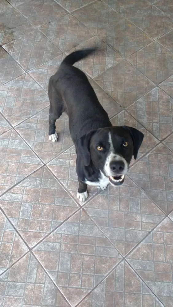 Cachorro ra a srd idade  nome Toby