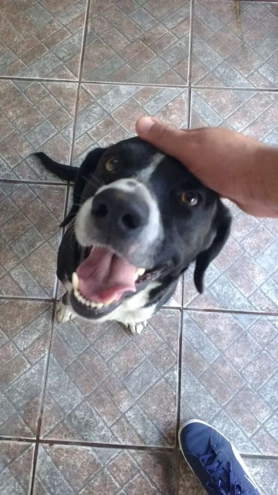 Cachorro ra a srd idade  nome Toby