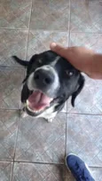 Toby