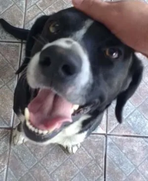 Cachorro raça srd idade  nome Toby