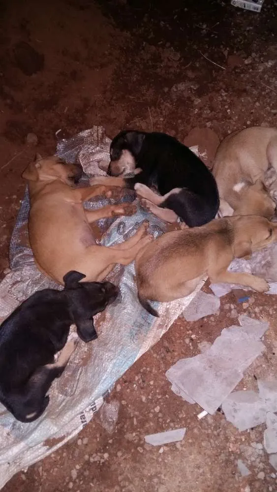 Cachorro raça Indefinido  idade Abaixo de 2 meses nome Sem nome
