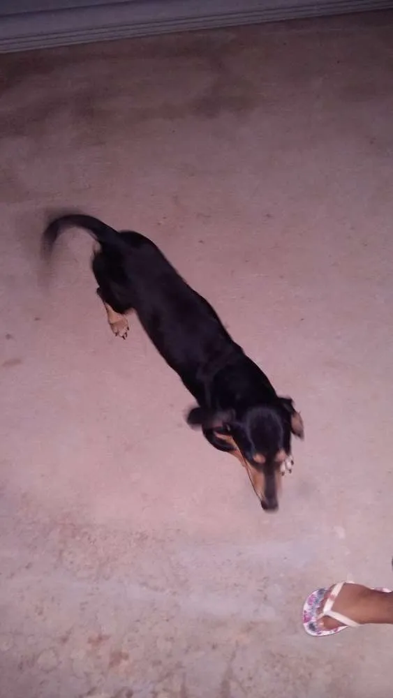 Cachorro raça Indefinido  idade Abaixo de 2 meses nome Sem nome