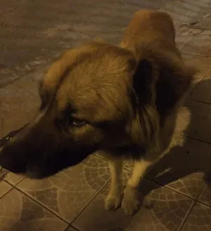 Cachorro raça vira lata idade 6 ou mais anos nome Não tem