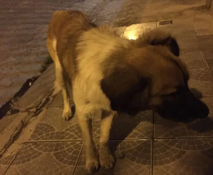 Cachorro ra a vira lata idade 6 ou mais anos nome Não tem