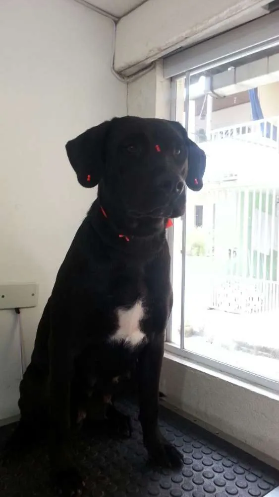 Cachorro ra a Labrador idade 1 ano nome Tasha