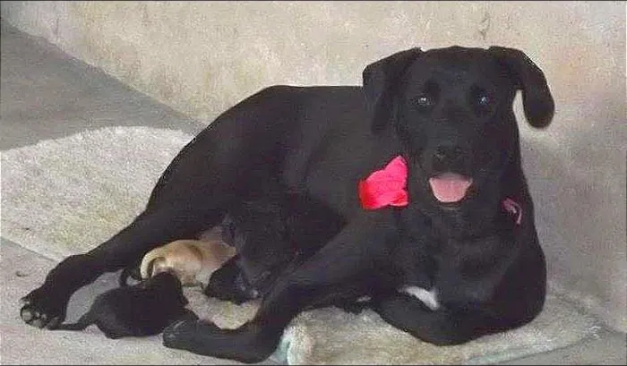 Cachorro ra a Labrador idade 1 ano nome Tasha
