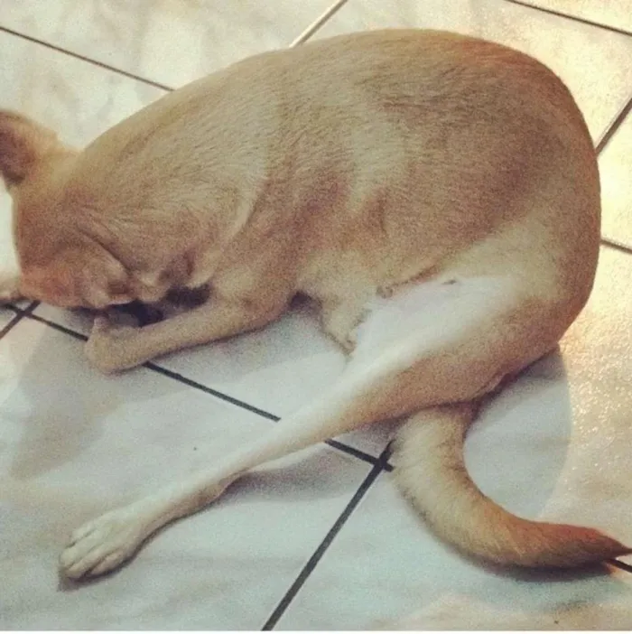 Cachorro raça SRD idade 5 anos nome Doralice