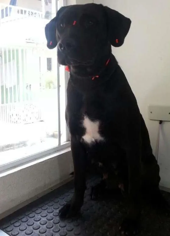 Cachorro ra a Labrador idade 1 ano nome Tasha