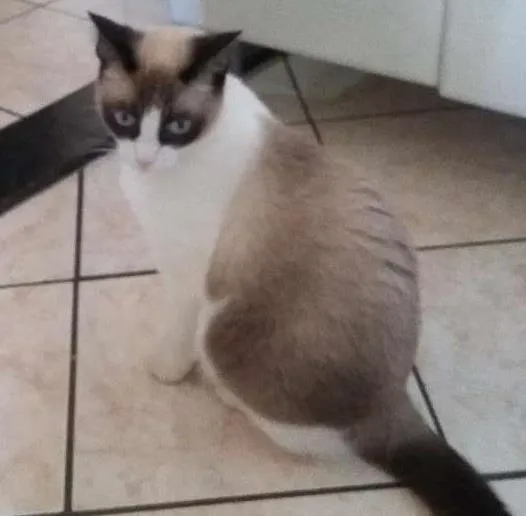 Gato ra a Siamês idade 1 ano nome Mel GRATIFICA