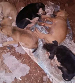 Cachorro raça Indefinido  idade Abaixo de 2 meses nome Sem nome