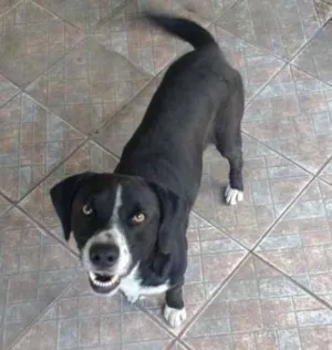 Cachorro raça srd idade 2 anos nome TOBBY