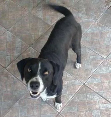 Cachorro ra a srd idade 2 anos nome TOBBY